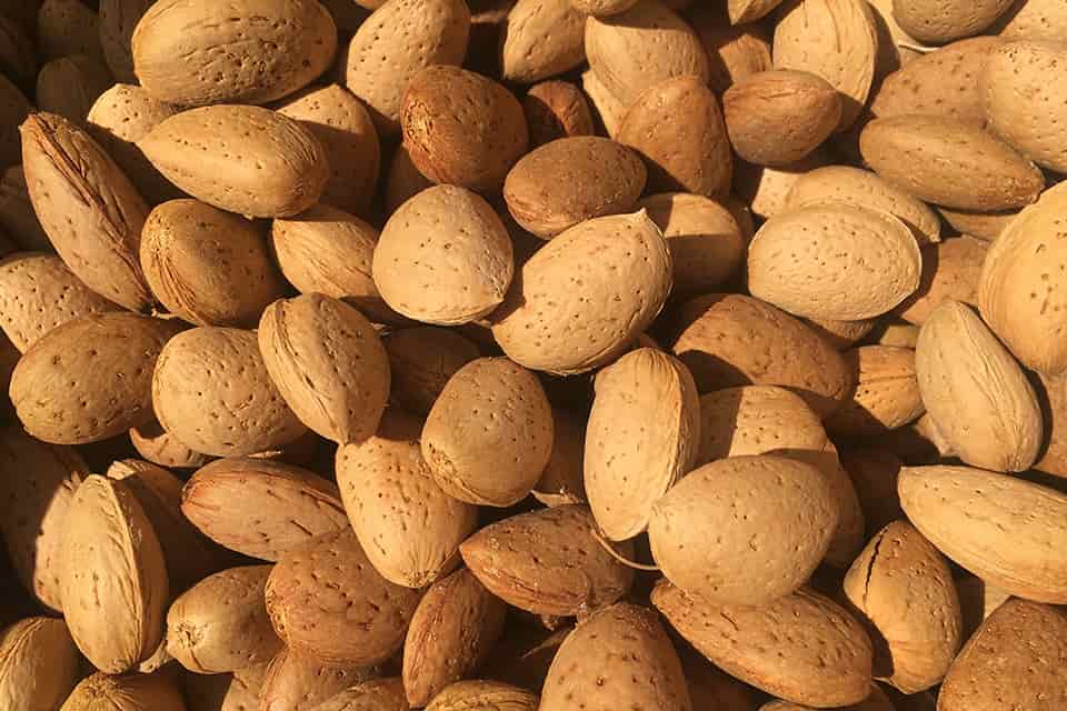 تصویر 4 از خرید بادام سنگی عمده مرغوب و با کیفیت + فروش استثنایی